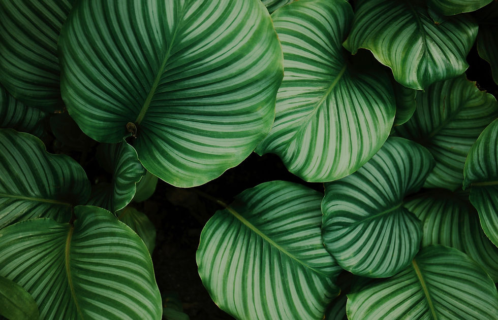 green and white leafed plants_edited_edited.jpg