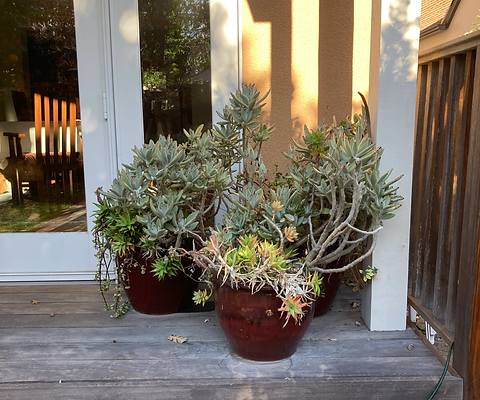 pots-before.HEIC