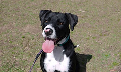 Purebred Rottweiler - Von Wolfstark