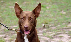 Purebred Rottweiler - Von Wolfstark