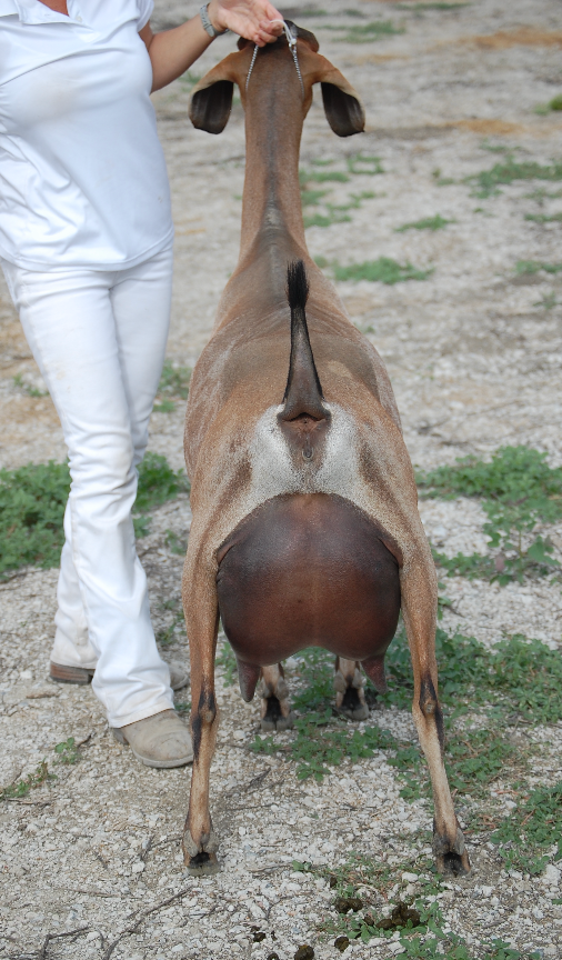Samantha 2 Year old Udder