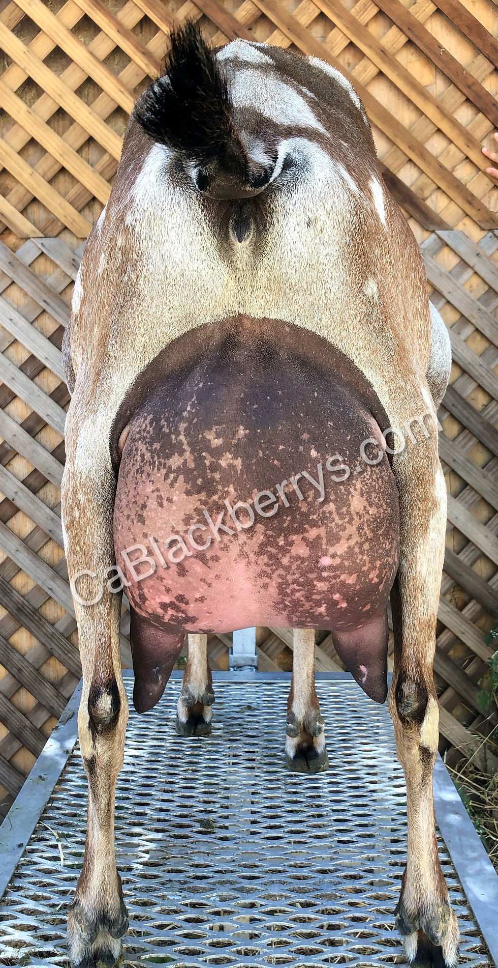 Char Rear Udder WaterMarked