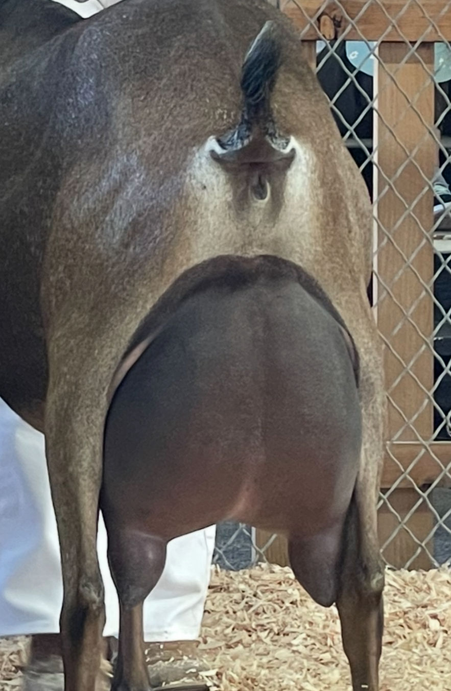 Duchess Udder