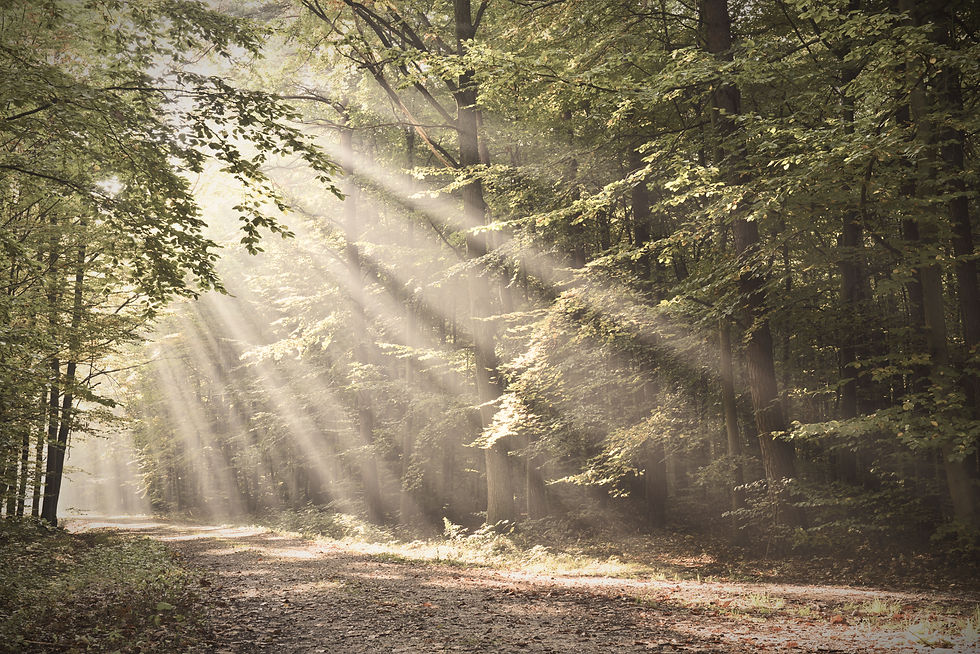 Forest With Sunrays_edited.jpg