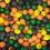 Thumbnail: Fruit Gumballs