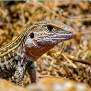 Wildlife Photography