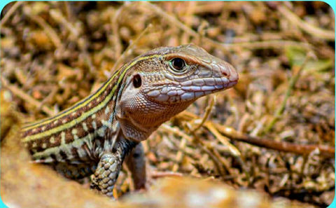 Wildlife Photography