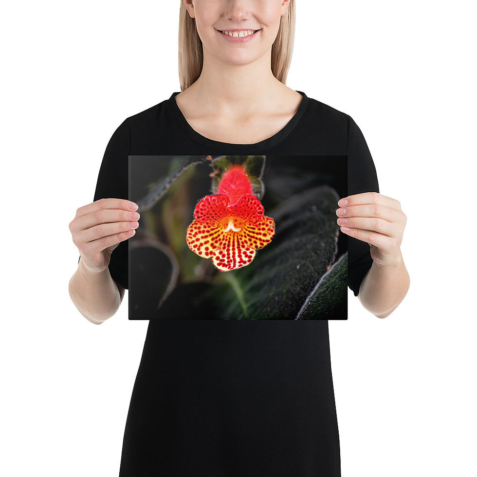 Thumbnail: Kohleria Flower - Canvas Print
