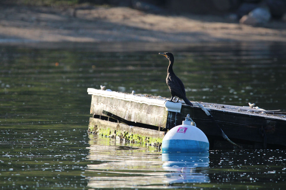 A cormorant