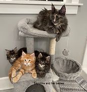 IMG_2518 (2)sapphire and babie7-6-25.jpg