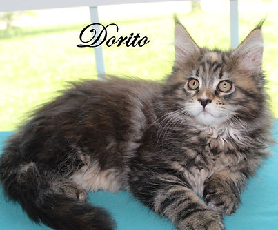 IMG_2200(1)dorito7-27-25.jpg