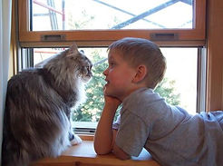 Maine Coon and young child
