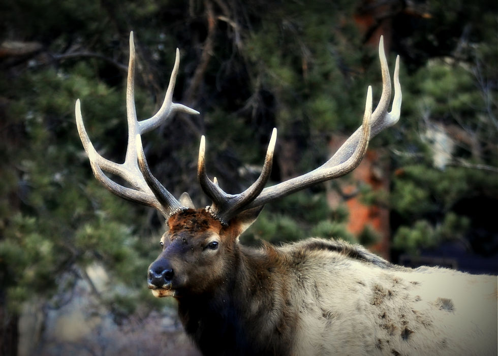 Elk of Rocky Mountains