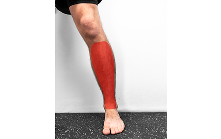 anterior leg ankle.png