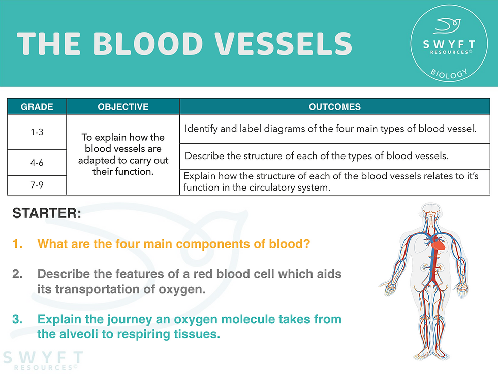 BLOOD VESSELS - ORGANISATION