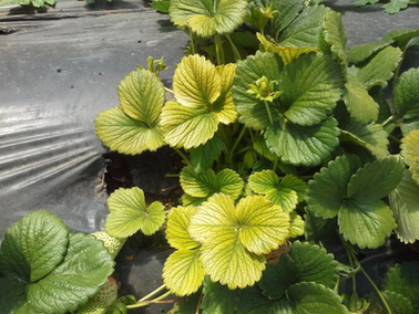 Indoor Plant pH Management: Tips and Techniques