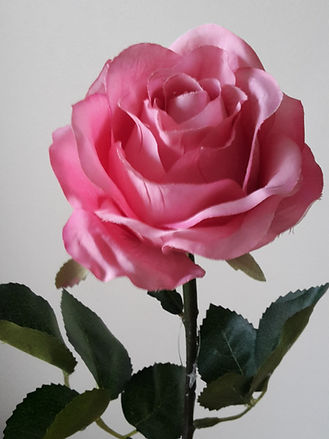 Pink rose