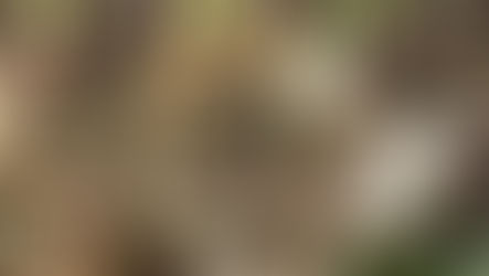 dandelion in the wind