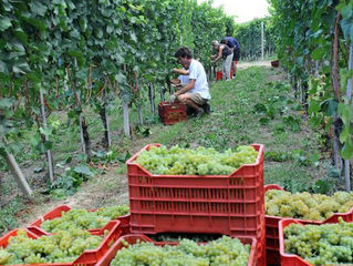 Prestazioni occasionali: il regime sanzionatorio