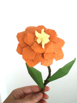 dalhia