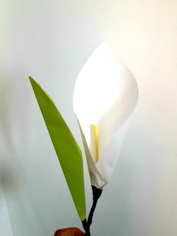 calla