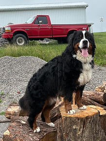 Bert's Enzo - Farm Dog Practice July 20
