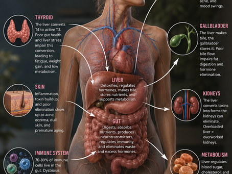 Your Body Is Connected: How Gut and Liver Health Control Hormones, Thyroid, Skin, and Healing.