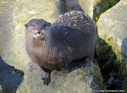 OTTER