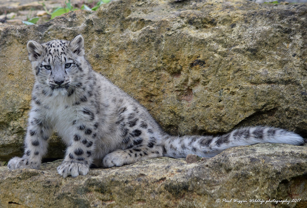 SNOW LEOPARD CUB