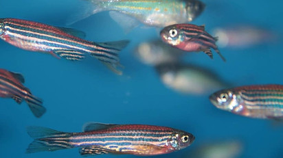 CRISPR_Zebrafish_blog_edited.jpg