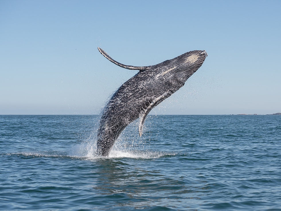 Boating in Nuevo Vallarta: Your Gateway to Waterfront Bliss
