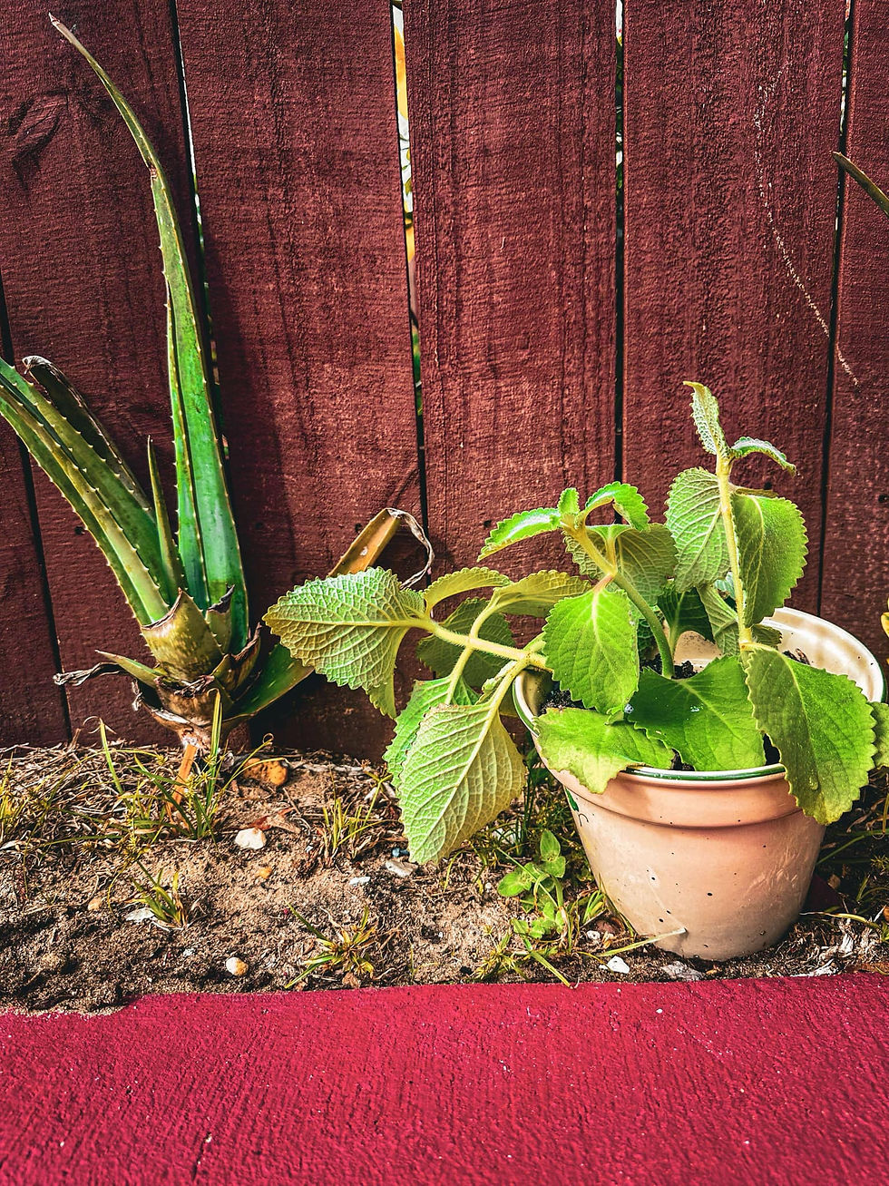 Plantas de sábila y Oregano