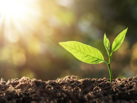 FotossÃntese, luz e vida: ofereça luz adequada para suas plantas e as terá sempre saudáveis.