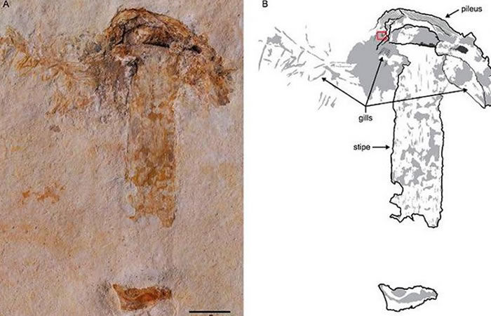 se descubre una seta que estuvo en la época de los dinosaurios.