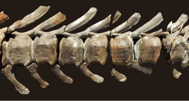 se descubren los huesos del dinosaurio mas grande de japón