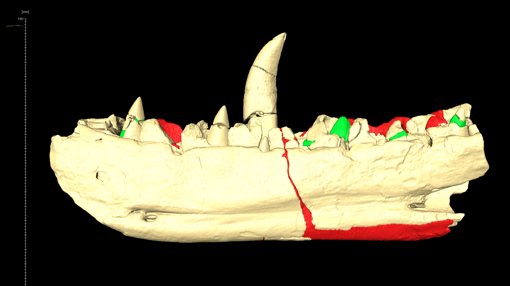 el megalosaurus: el dinosaurio con mas importancia en la paleontologia