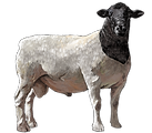 Dorper Sheep for Sale