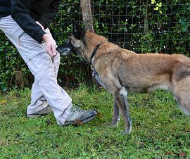 Travail d'obéissance canin en éducation positive