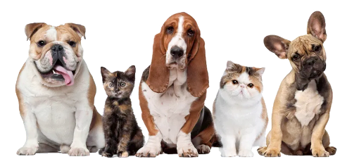 Perros-gatos_edited_edited.png