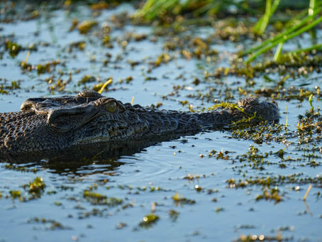Five Nights in Kakadu National Park