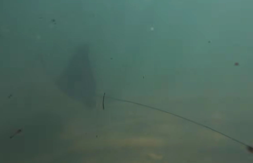 Underwater action camera footage of a stingray gliding across the sandy seabed in the shallows of Francois Peron National Park.