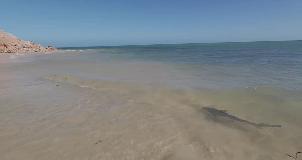 A small reef shark cruising through the clear shallows on the beach at Francois Peron National Park, Shark Bay, Western Australia.