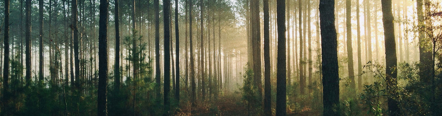 wald