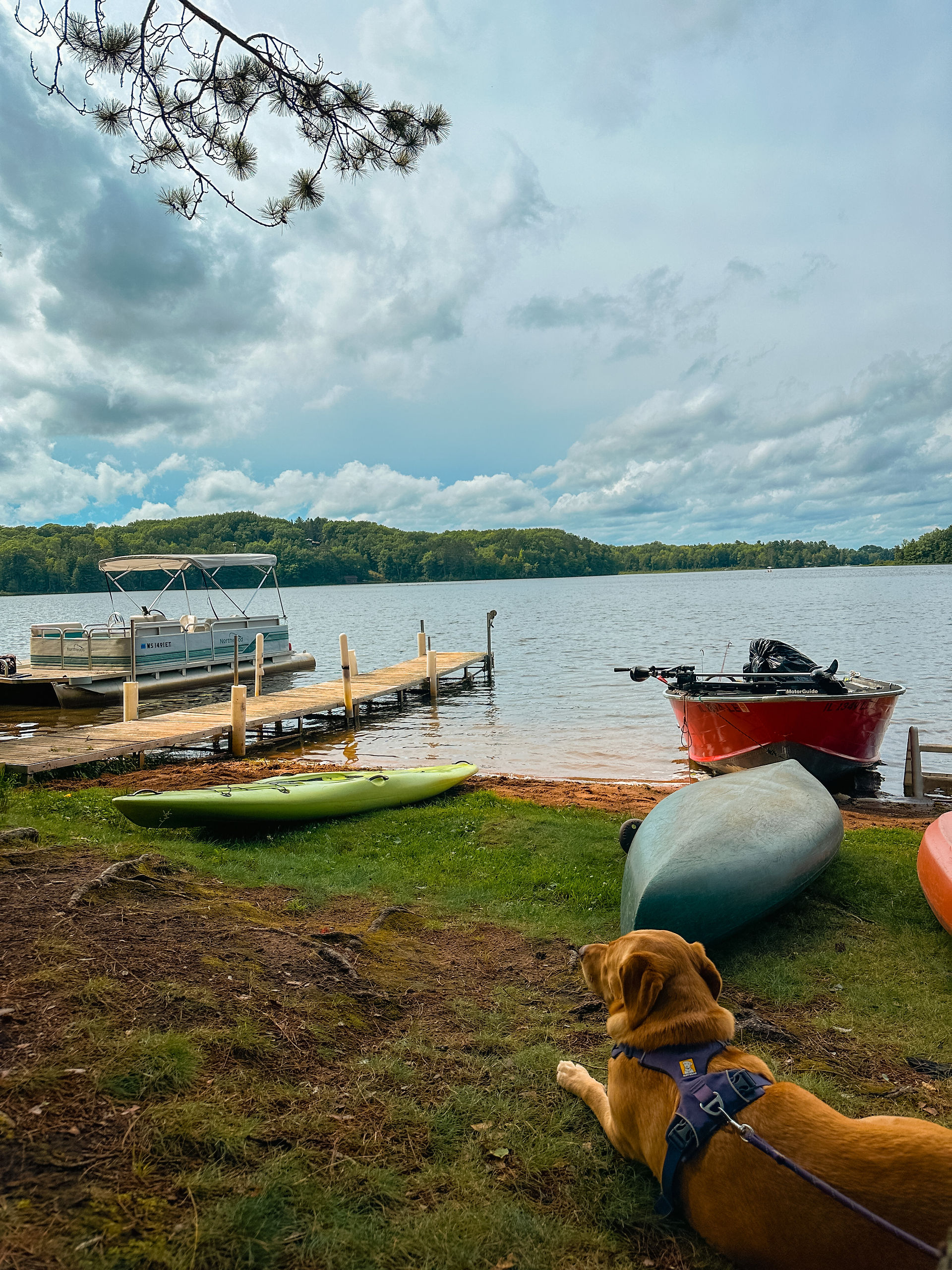 dog looking out at the lake near kayaks