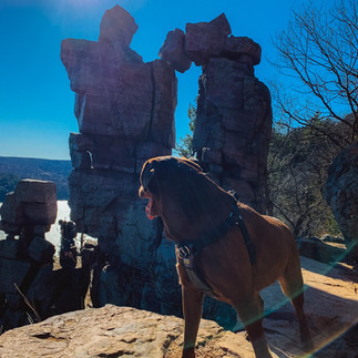 Chocolate lab admiring the stunning views at Devils Lake State Park