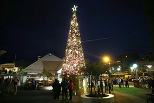 City Unveils Towering Harbour-Side Christmas Tree
