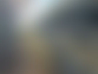 Koalas Now Safer on Port Stephens Drive