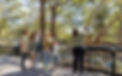 A group of people, guided by a woman, observe a tree in a sunlit park. They're on a platform surrounded by greenery, appearing curious.