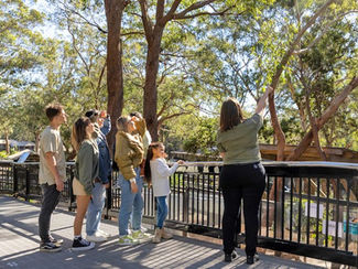 Port Stephens Koala Sanctuary launches new 3 Day Pass for extended koala experiences