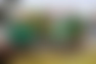 Shaping a more sustainable Maitland: Council marks two years of key environment strategy